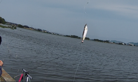 少し季節遅れのホンモロコ釣り